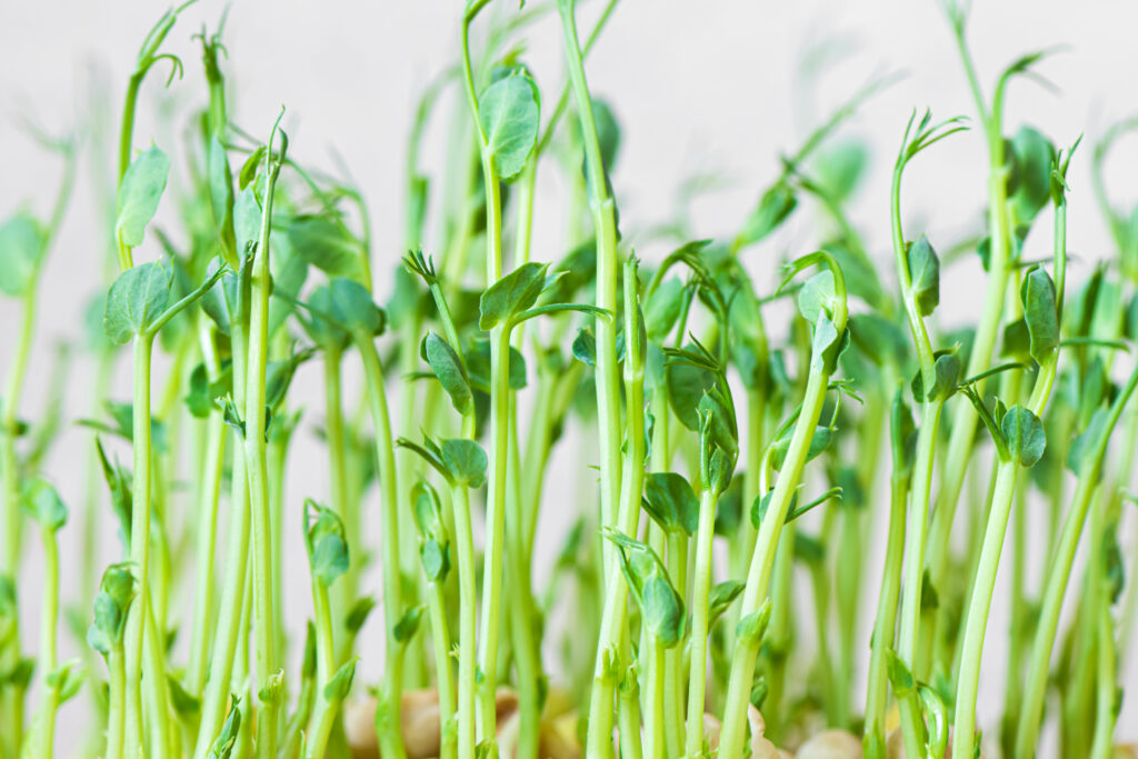 Canadian seeded acreage: Will fertilizer prices reshape 2026 planting decisions?