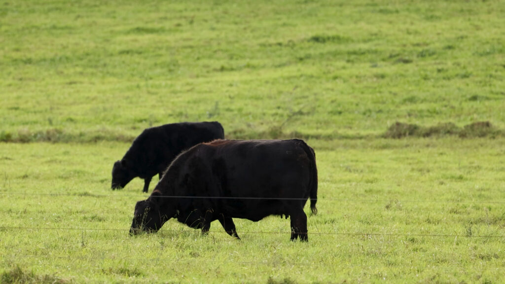 Case study: How one farm used rotational grazing to address a business challenge